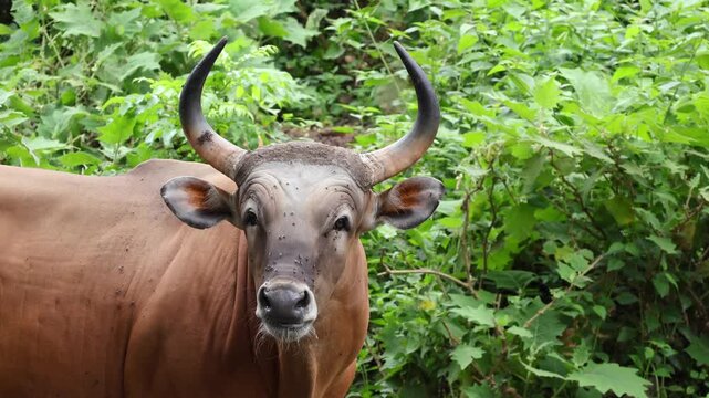 Footage of a Female Banteng (Bos Javanicus) Chewing Hay in a Lush Forest