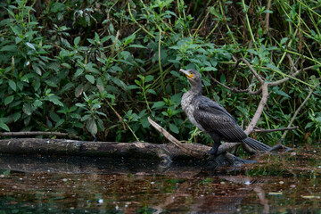 Cormoran grande descansando en posadero