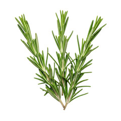 Fototapeta premium Rosemary Sprigs Isolated On A Transparent Background Showcasing Detailed Green Leaves and Delicate Needles