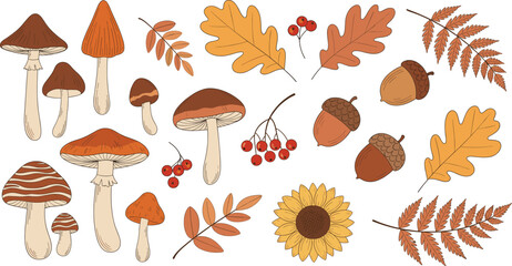 A Rustic Vector Collection of Autumn Harvest and Forest Elements, Including Various Mushrooms, Oak Leaves, Acorns, Sunflower, and Rowan Berries, Perfect for Fall Designs. © MstBobita