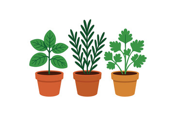 Obraz premium Flat vector illustration of colorful herb trio pots (mint rosemary parsley) with vivid leaf shapes rounded forms clean outline clean white background