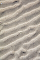 Seashells on the beach sand, with water and waves on the sand.