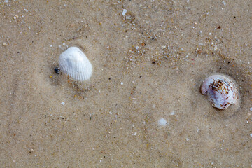 Seashells on the beach sand, with water and waves on the sand.