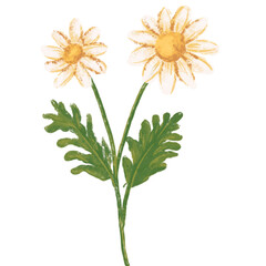 Watercolor Daisy Flower Vector Illustration with Soft Pastel Floral Style