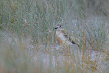 New Zealand dotrell on the beach