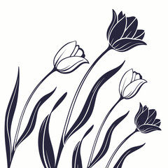 spring tulip flowers in a row on white background 