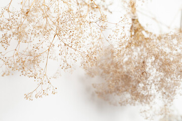 Delicate dry flowers arranged artistically against a soft white background, showcasing intricate textures and natural beauty, perfect for minimalistic decor and floral design concepts