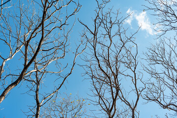 Bare tree branches reach towards a bright blue sky evoking a sense of stark beauty and serenity