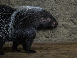 Detail of the front part of a Crested Porcupine in the interior of the zoo.
