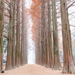 Tall trees form a stunning symmetrical pathway, creating a peaceful autumn scene with soft light, warm colors, and visitors walking through a serene, beautifully aligned forest landscape.