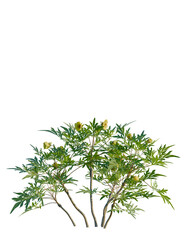Paeonia delavayi tree, front view, cutout, transparent background, isolate, Vibrant green birch tree with delicate foliage, spring growth, nature's beauty, serene scene