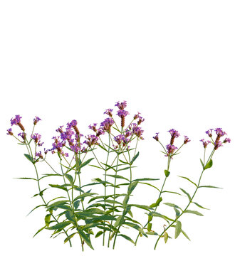 Verbena rigida tree, front view, cutout, transparent background, isolate, Purple wildflowers in a meadow, vibrant blooms, sunny day, natural beauty, delicate petals, floral display