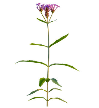 Verbena rigida tree, front view, cutout, transparent background, isolate, Vibrant purple wildflowers bloom in a field, delicate petals, natural beauty, floral display, springtime