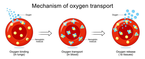 Mechanism of oxygen transport. Red blood cells, Oxygen and Hemoglobin molecule