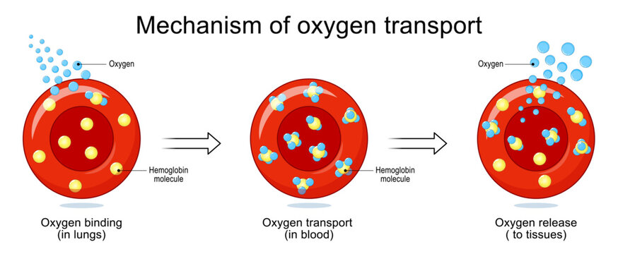 Mechanism of oxygen transport. Red blood cells, Oxygen and Hemoglobin molecule