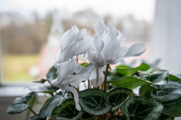 White cyclamen flowers in a pot by the window.
