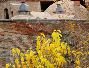 Mulberry Tree with Yellow Leaves by Famous Sulphur Baths in Tbilisi, Georgia