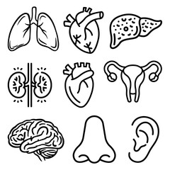human brain anatomy - Human Anatomy Line Icons - Medical Organs Outline Illustration