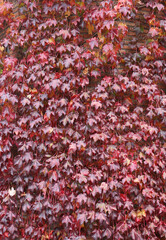 Red Ivy Leaves on a Brick Wall in Tbilisi, Georgia