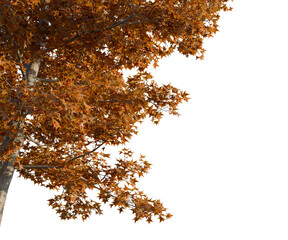 Liquidambar styraciflua tree, corner view, cutout, transparent background, isolate