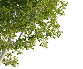Populus tremula tree, corner view, cutout, transparent background, isolate