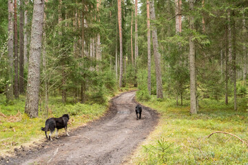 Two dogs walking along a forest trail surrounded by tall pine trees (Pinus sylvestris) and spruce trees (Picea abies), showcasing the tranquil beauty of nature in a northern European woodland.