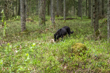 Domestic dog finds a wild animal skull bone and exploring the forest floor. Natural behavior in a quiet woodland environment.