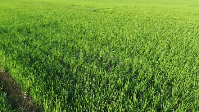 Drone footage of lush green rice fields in their growing season. Rural landscape perfect for a cinematic intro.