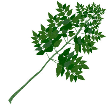  green branch