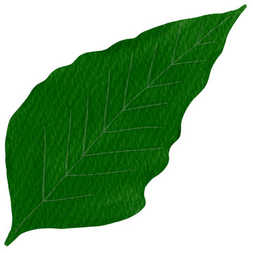 green leaf 