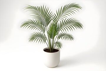 Obraz premium Areca Palm Elegance