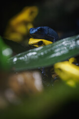 Several poison dart frogs in blue and yellow colors.