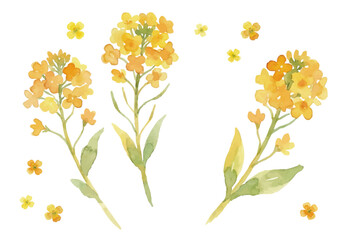 Watercolor-style rapeseed flower illustration／菜の花