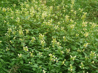 Colorful snail (Galeopsis speciosa) with its yellow-violet lipped flowers. Close-up. Copyspace