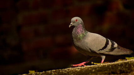 Columba livia pigeon on rooftop floor. This close-up image shows a feral pigeon (Columba livia) photographed on a rooftop floor in winter morning light in Himachal Pradesh, India.