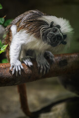 Pied tamarin on a branch kept in the zoo.