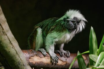 Pied tamarin on a branch kept in the zoo.
