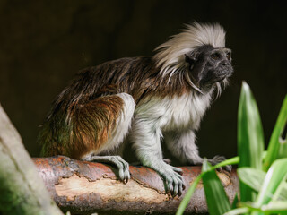 Pied tamarin on a branch kept in the zoo.