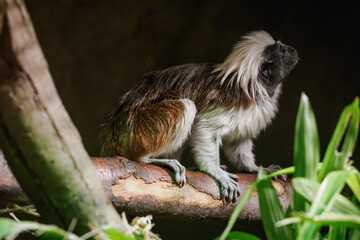 Pied tamarin on a branch kept in the zoo.