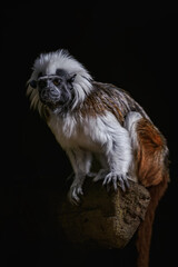 Pied tamarin on a branch kept in the zoo.