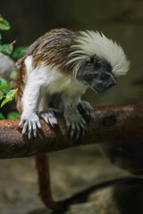 Pied tamarin on a branch kept in the zoo.