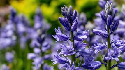 Obraz premium Close up view of blooming purple bluebells in springtime