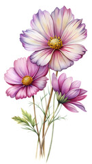 Fototapeta premium Beautiful pink and purple cosmos flowers illustration with feathery leaves on a black background