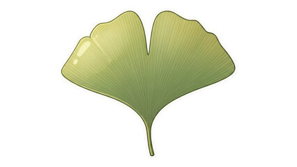 Single ginkgo biloba leaf isolated on a white background.