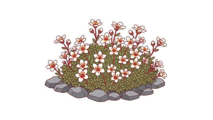 Vibrant Alpine Saxifrage Flowers Blooming Among Rocks.