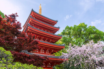 Pink sakura blooming and red maple leaf by Tochoji pagoda, Fukuoka