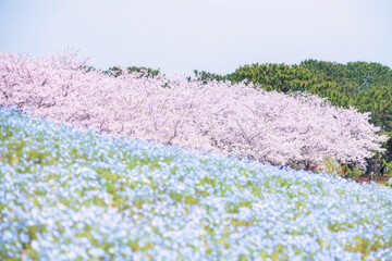 Pink sakura tree and Nemophila at Uminonakamichi Park, Fukuoka