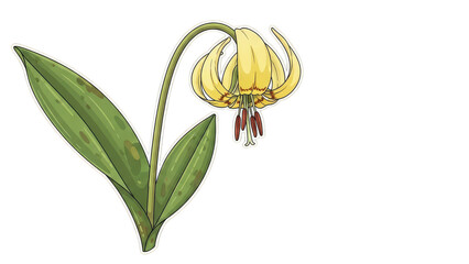 Vibrant Yellow Fritillaria Pudica Flower with Green Leaves Botanical Illustration.