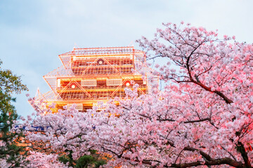 pink sakura blossom tunnel with Fukuoka Castle orange light up