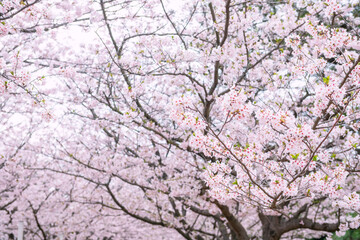 pink sakura blossom at springtime in Uminonakamichi park, Fukuoka